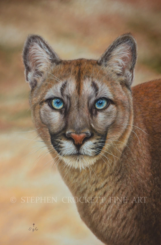 Wildlife painting of a puma or mountain lion with an intense stare