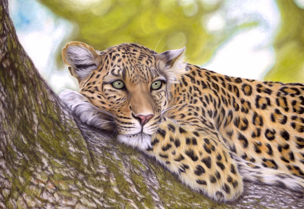 Relaxed leopard resting on a tree in a calm wildlife painting