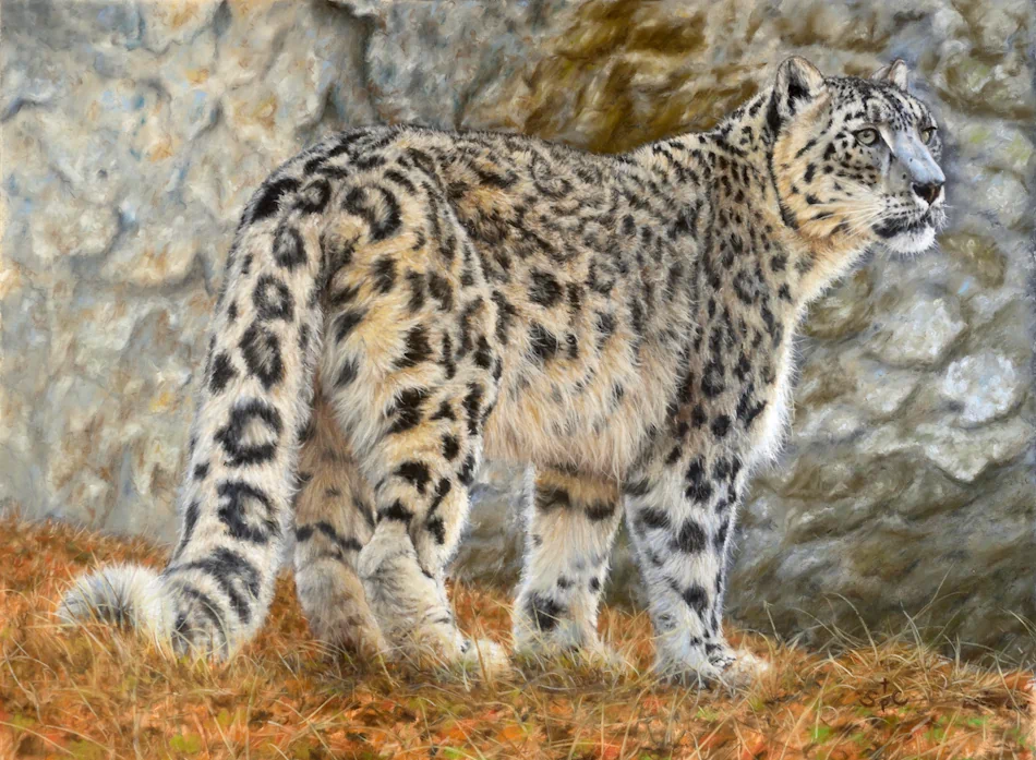 Calm snow leopard blending into its natural surroundings
