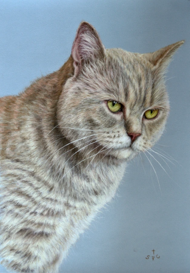 Detailed hand-drawn British Shorthair pet cat portrait in pastels